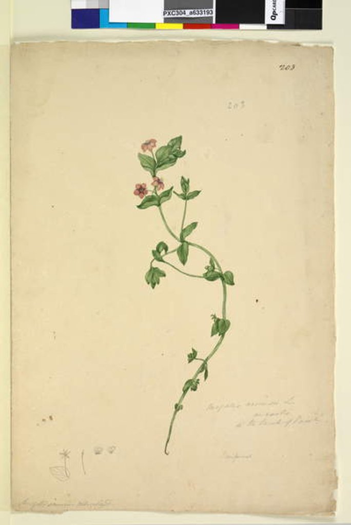 Detail of Page 203. Anagallis arvenis, c.1803-06 by John William Lewin