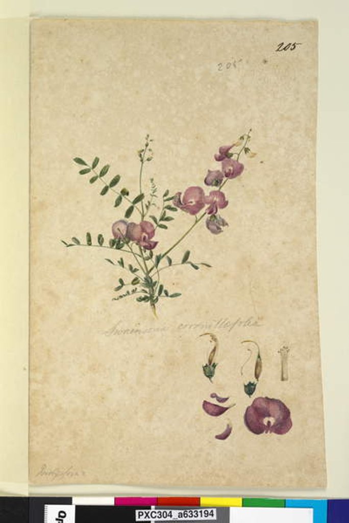 Detail of Page 205. Swainsona, c.1803-06 by John William Lewin