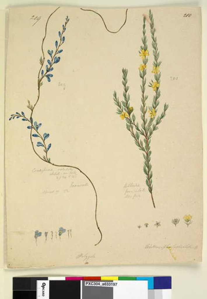 Detail of Page 209. Comesperma volubile; 210. Hibbertia fasciculata, c.1803-06 by John William Lewin