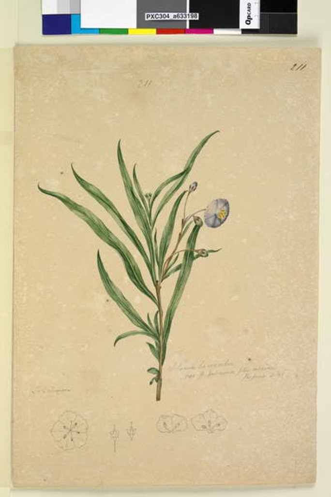 Detail of Page 211. Solanum laciniatum, c.1803-06 by John William Lewin