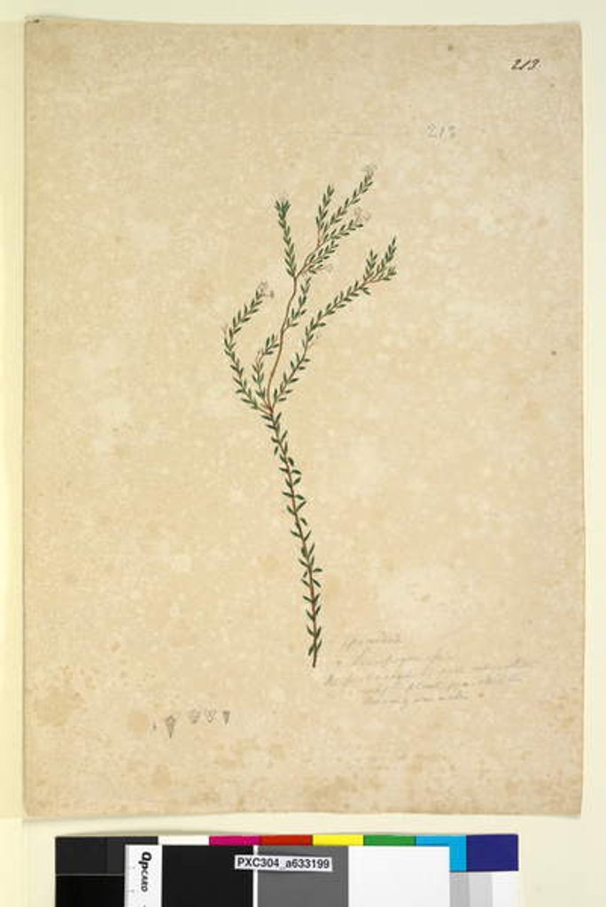 Detail of Page 213. Epacrideae/Leucopogon sp., c.1803-06 by John William Lewin