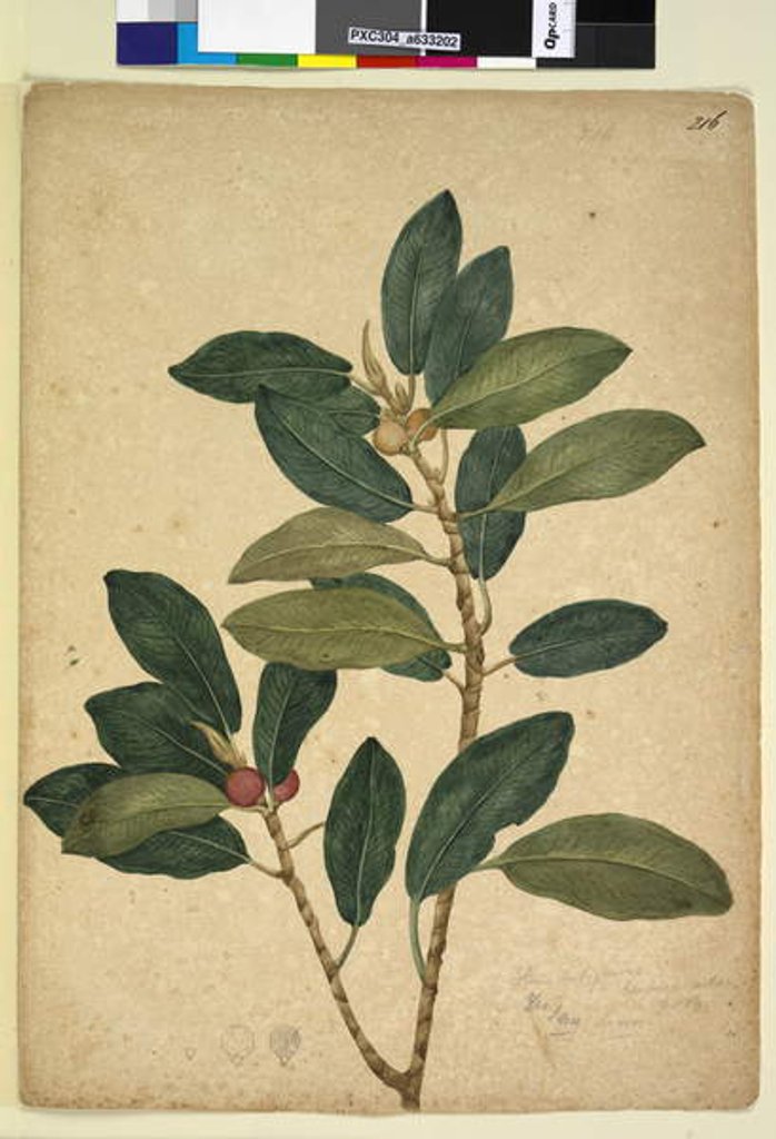 Detail of Page 216. Ficus rubiginosa, c.1803-06 by John William Lewin