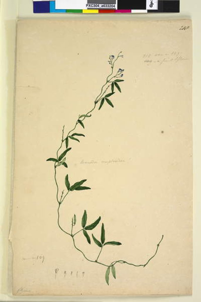 Detail of Page 218. Kennedia comptoniana/Hardenbergia comptoniana, c.1803-06 by John William Lewin