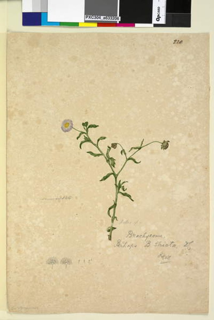 Detail of Page 220. Brachycome multifida, c.1803-06 by John William Lewin