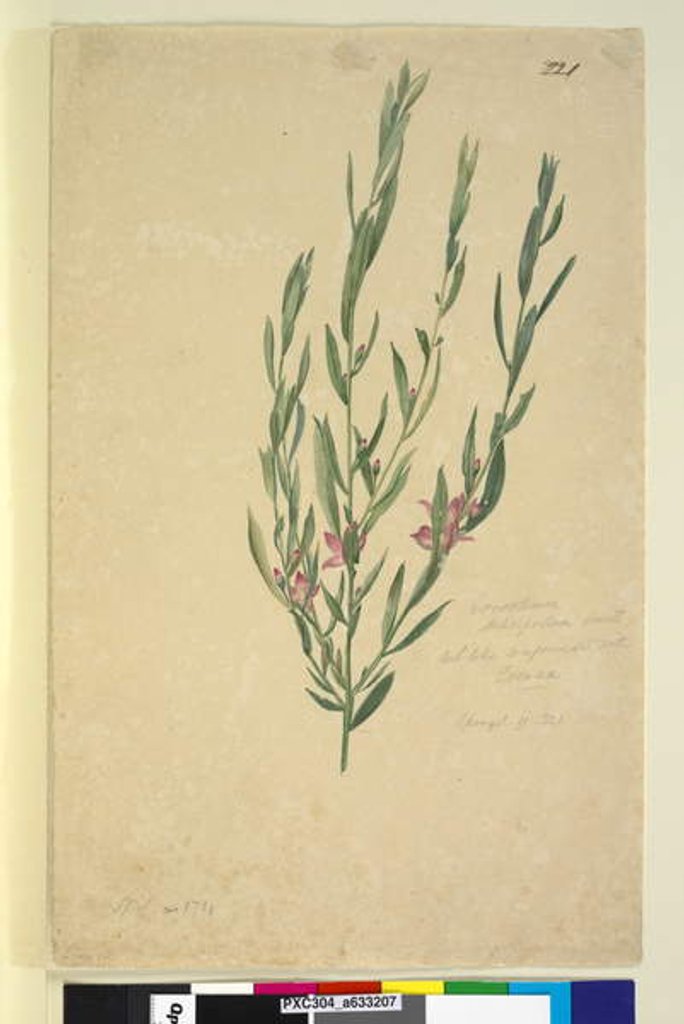 Detail of Page 221. Eriostemon, c.1803-06 by John William Lewin