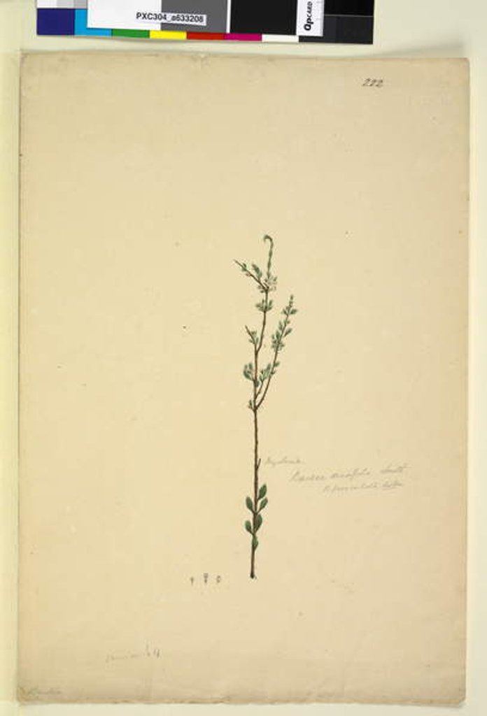 Detail of Page 222. Baeckea densifolia, c.1803-06 by John William Lewin