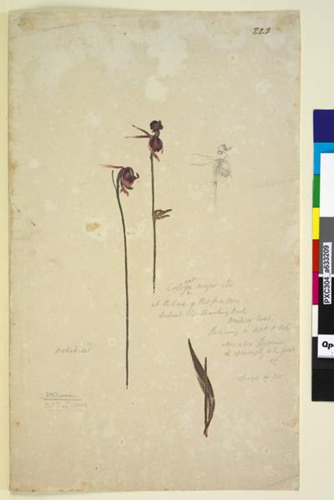 Detail of Page 223. Caleana major, c.1803-06 by John William Lewin