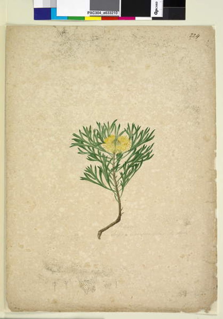 Detail of Page 224. Isopogon anemonifolius, c.1803-06 by John William Lewin