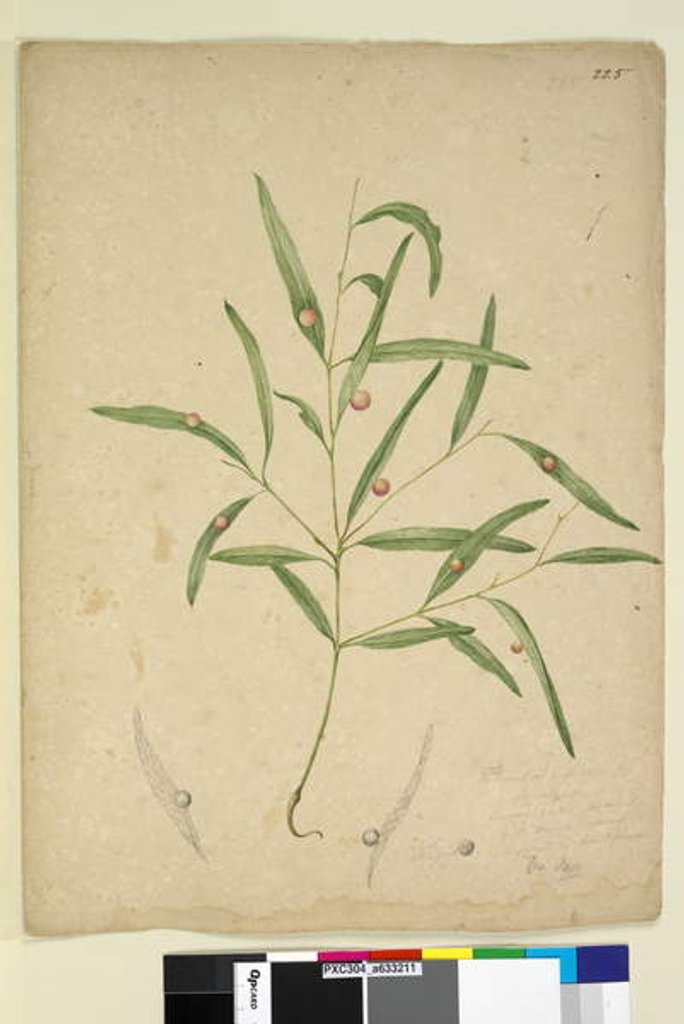 Detail of Page 225. The branch of a species of Eucalyptus bearing galls..., c.1803-06 by John William Lewin