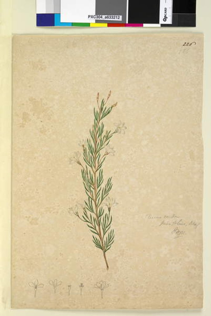 Detail of Page 226. Ricinocarpus pinifolius, c.1803-06 by John William Lewin