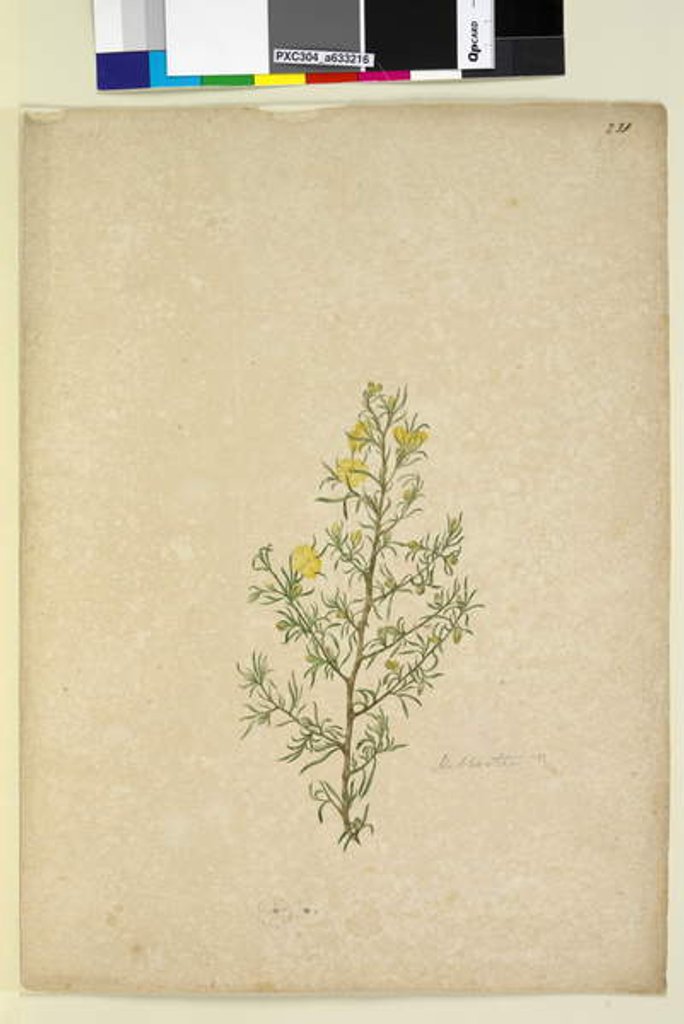 Detail of Page 231. Hibbertia sp, c.1803-06 by John William Lewin