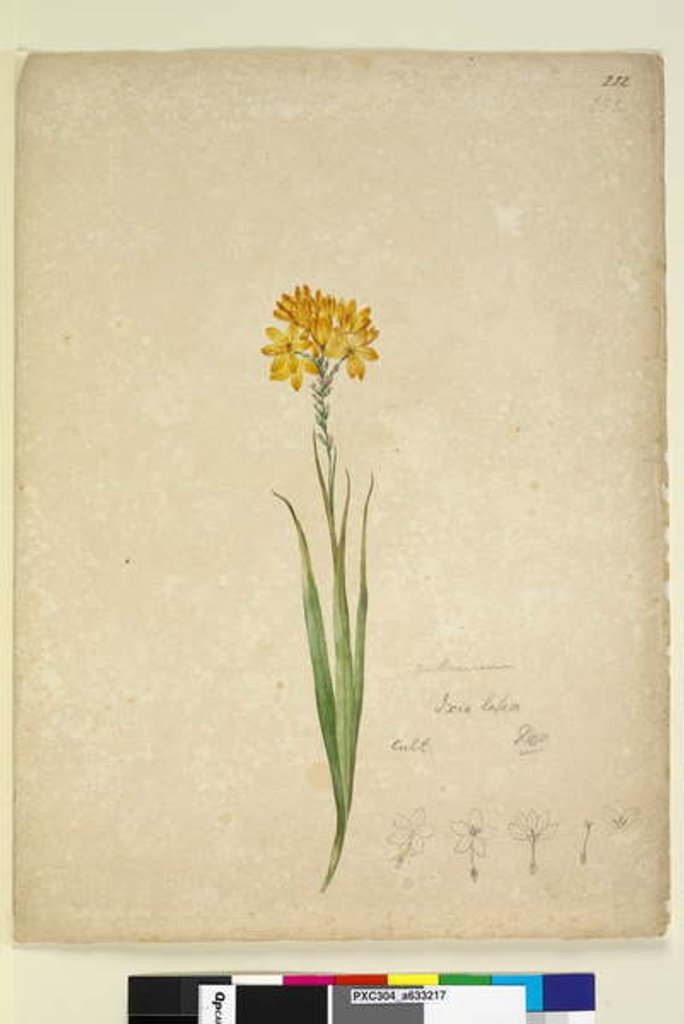 Detail of Page 232. Ixia lutea, c.1803-06 by John William Lewin