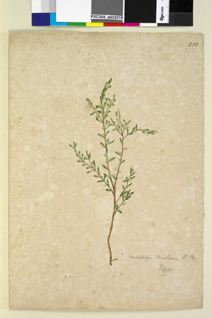 Detail of Page 233. Leucopogon, c.1803-06 by John William Lewin