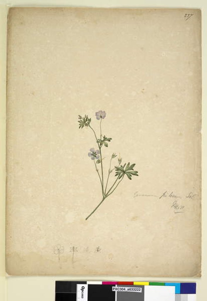 Detail of Page 237. Geranium pilosum, c.1803-06 by John William Lewin