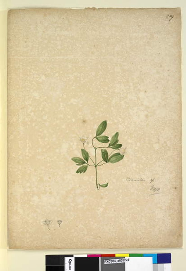 Detail of Page 239. Clematis, c.1803-06 by John William Lewin