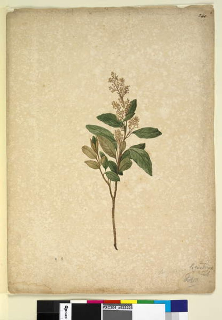 Detail of Page 240. Pomaderris ligustrina, c.1803-06 by John William Lewin