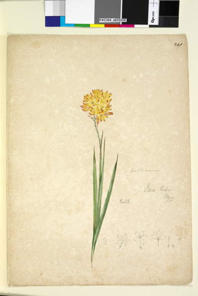 Detail of Page 241. Ixia lutea, c.1803-06 by John William Lewin
