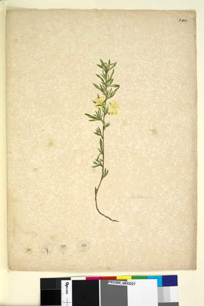 Detail of Page 242. Hibbertia, c.1803-06 by John William Lewin