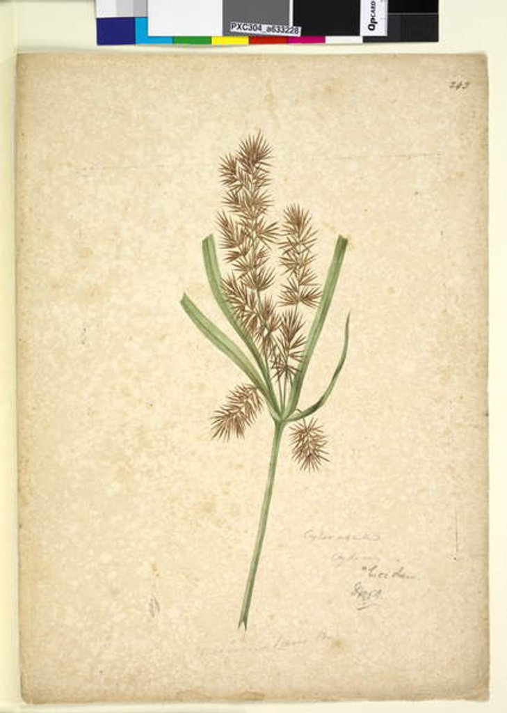 Detail of Page 243. Mariscus, c.1803-06 by John William Lewin