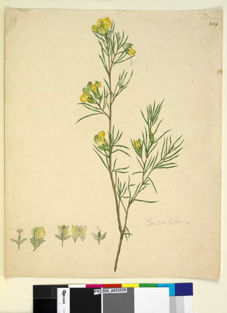 Detail of Page 244. Gompholobium, c.1803-06 by John William Lewin