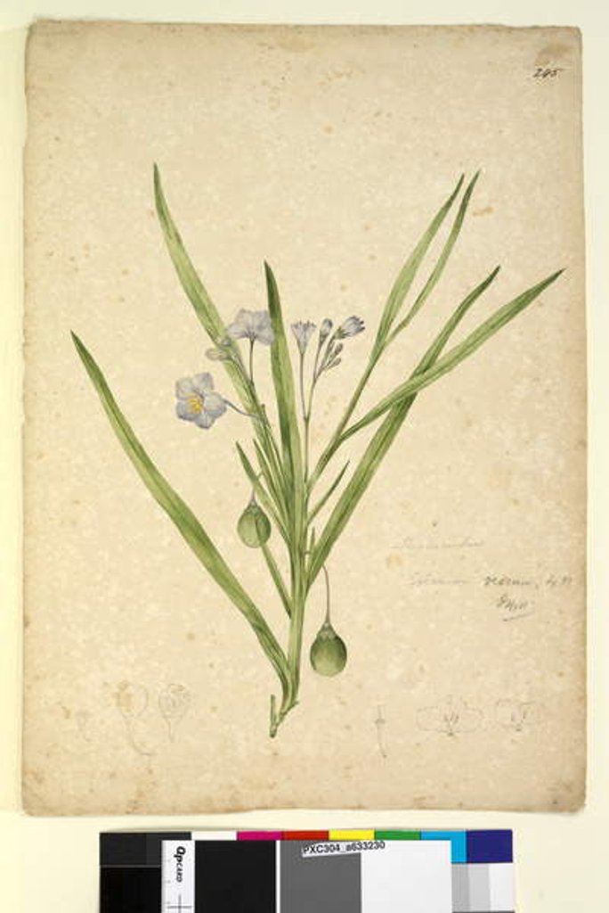 Detail of Page 245. Solanum vescum, c.1803-06 by John William Lewin