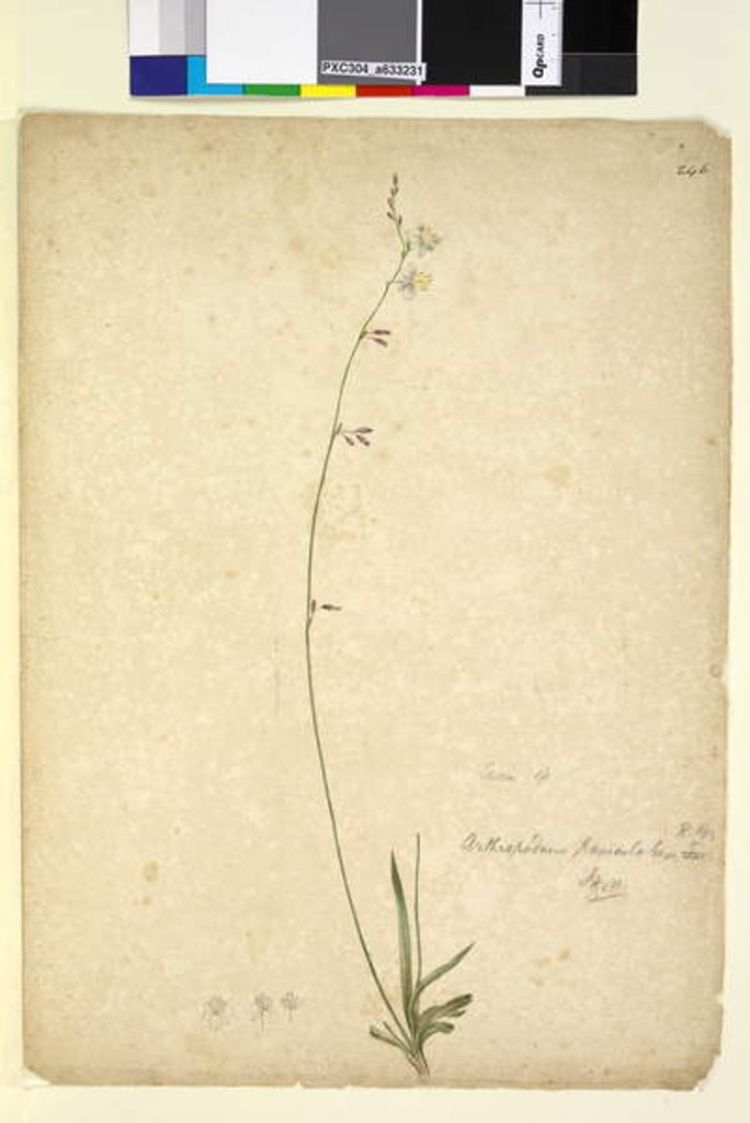 Detail of Page 246. Arthropodium paniculatum, c.1803-06 by John William Lewin
