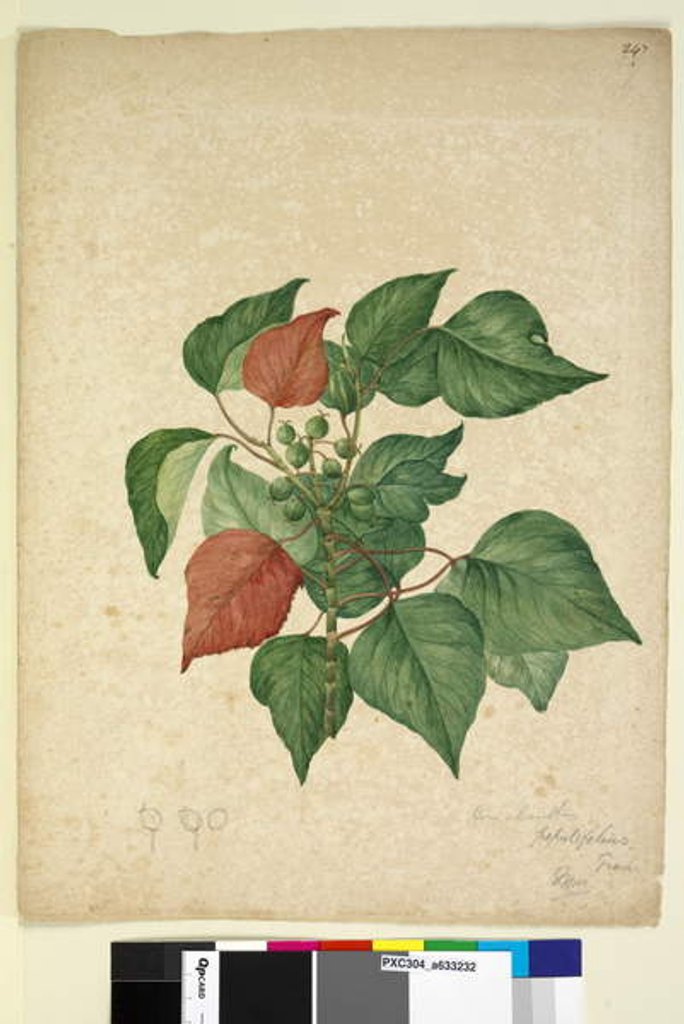 Detail of Page 247. Homolanthus populifolius/Omalanthus populifolius, c.1803-06 by John William Lewin