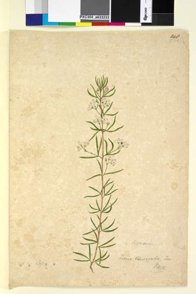 Detail of Page 248. Zieria laevigata, c.1803-06 by John William Lewin