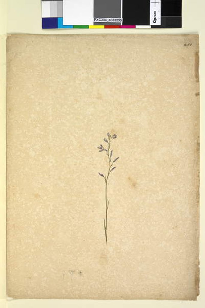 Detail of Page 250. Unidentified plant, c.1803-06 by John William Lewin