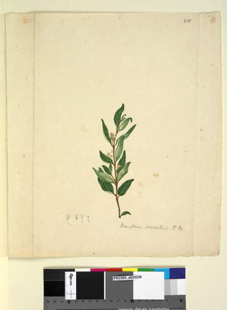 Detail of Page 251. Marsdenia suaveolens, c.1803-06 by John William Lewin