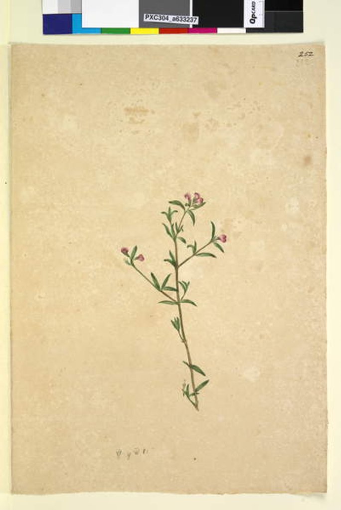 Detail of Page 252. Unidentified plant, c.1803-06 by John William Lewin