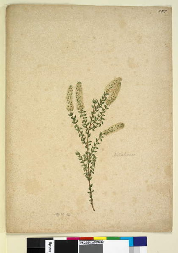 Detail of Page 255. Melaleuca, c.1803-06 by John William Lewin