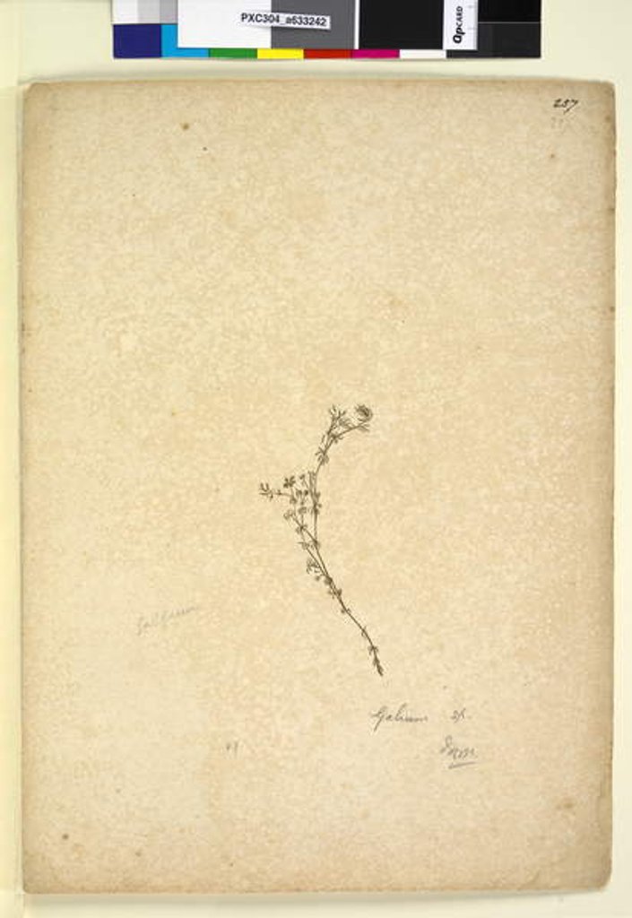 Detail of Page 257. Galium sp., c.1803-06 by John William Lewin