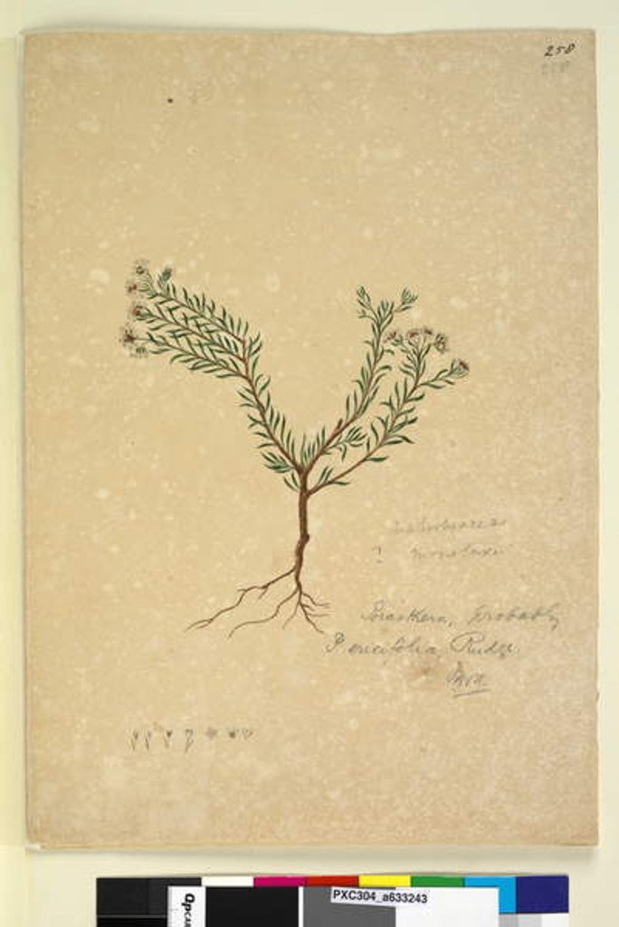 Detail of Page 258. Poranthera ericifolia, c.1803-06 by John William Lewin