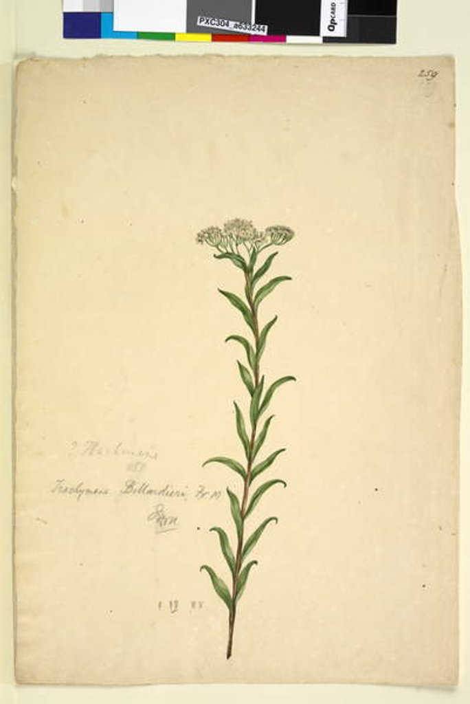Detail of Page 259. Trachymene, c.1803-06 by John William Lewin