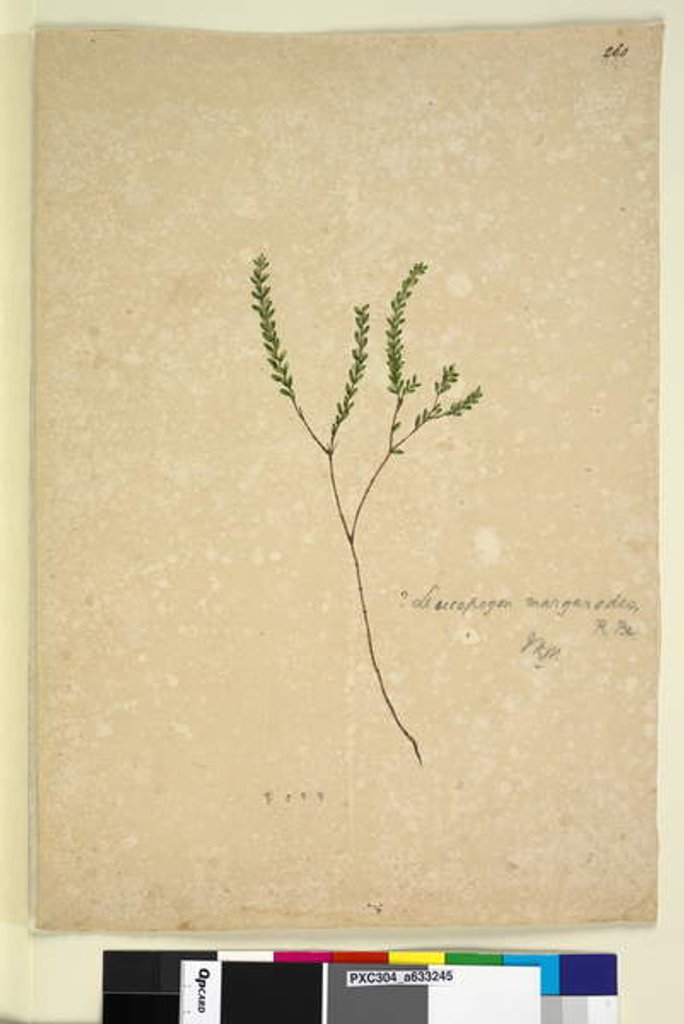 Detail of Page 260. Leucopogon margarodes, c.1803-06 by John William Lewin