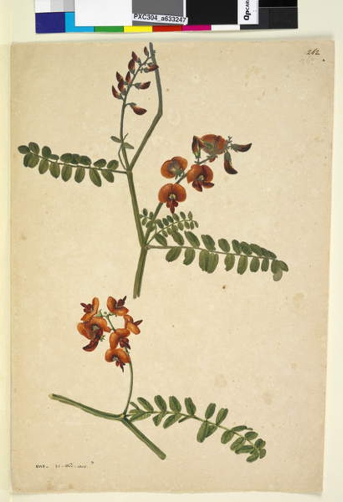 Detail of Page 262. Signed: I.W.L. 30 Nov. 1805, 1805 by John William Lewin