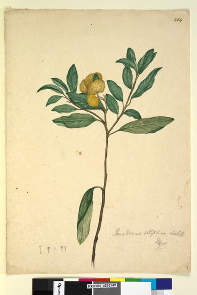 Detail of Page 264. Pomaderris elliptica, c.1803-06 by John William Lewin