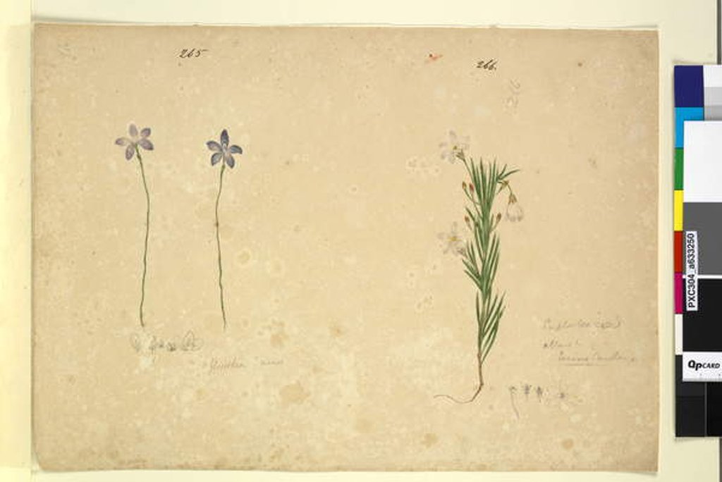 Detail of Page 265. Glossodia minor; 266. Ricinocarpus, c.1803-06 by John William Lewin