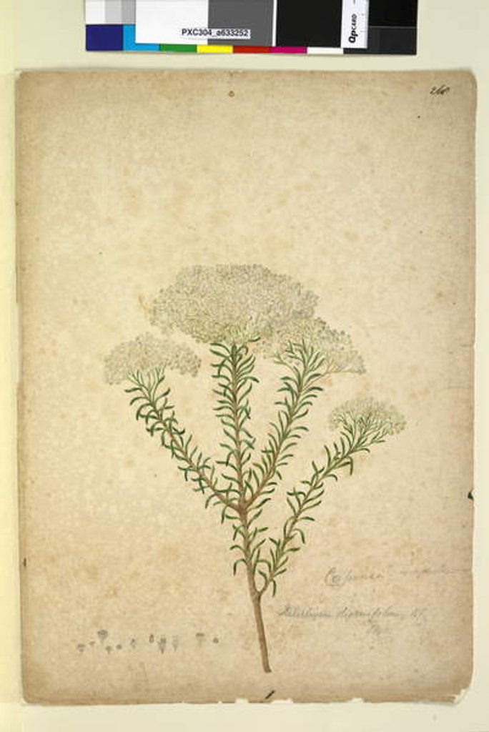 Detail of Page 268. Helichrysum diosmifolium/Ozothamnus diosmifolius, c.1803-06 by John William Lewin