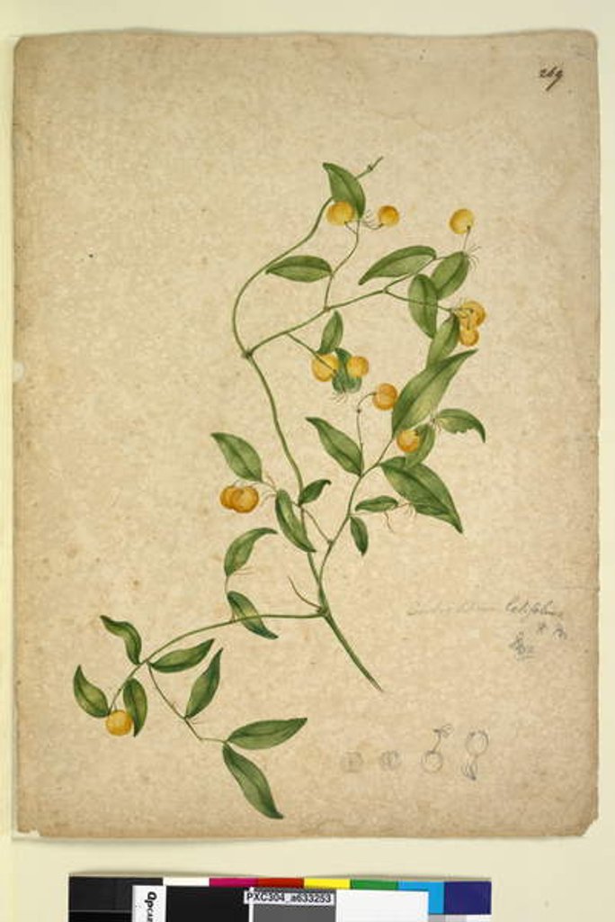 Detail of Page 269. Eustrephus latifolius, c.1803-06 by John William Lewin