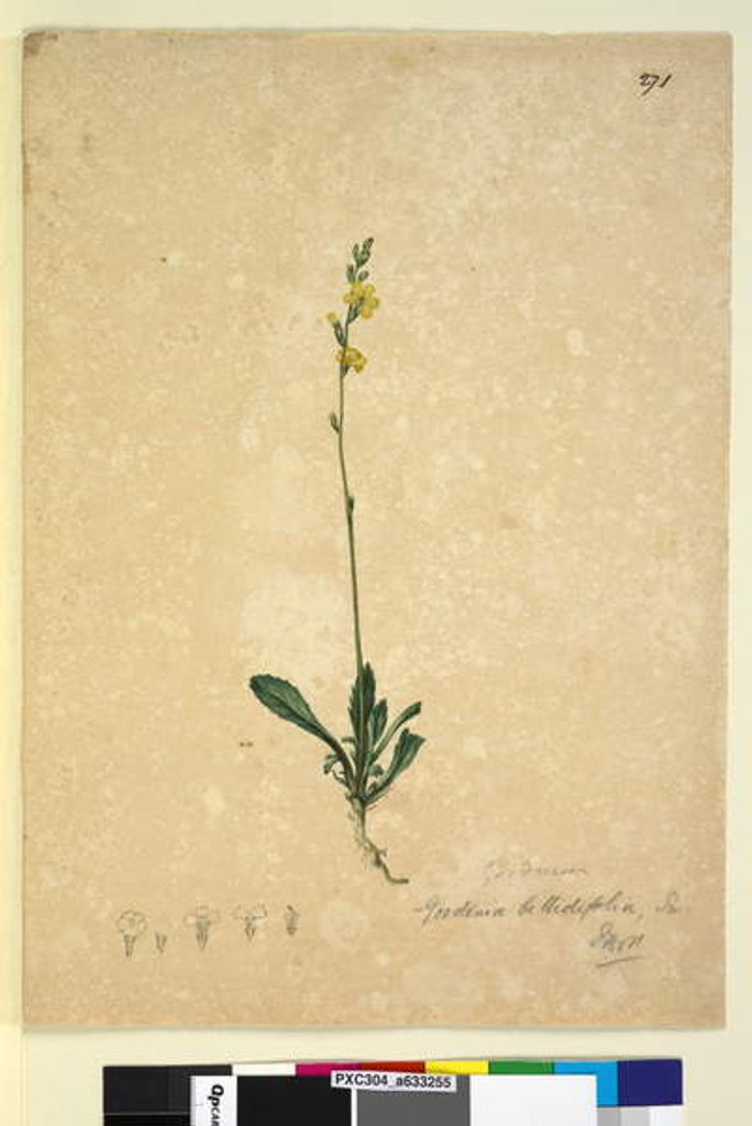 Detail of Page 271. Goodenia bellidifolia, c.1803-06 by John William Lewin