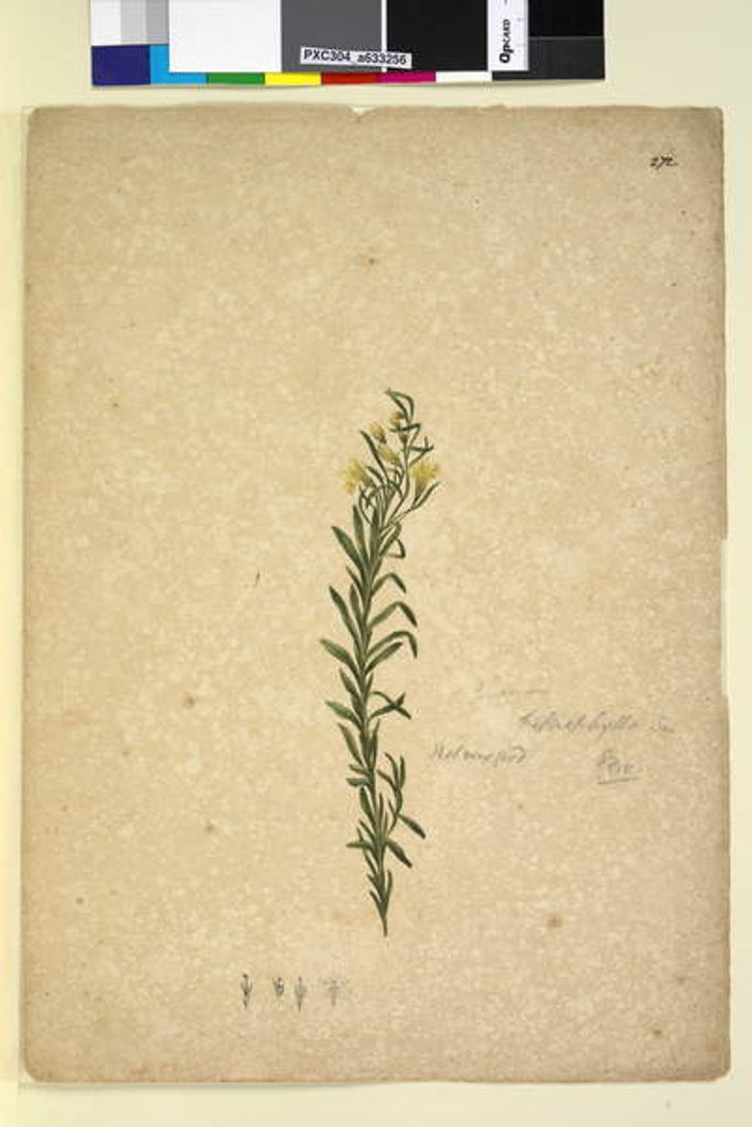Detail of Page 272. Goodenia heterophylla, c.1803-06 by John William Lewin