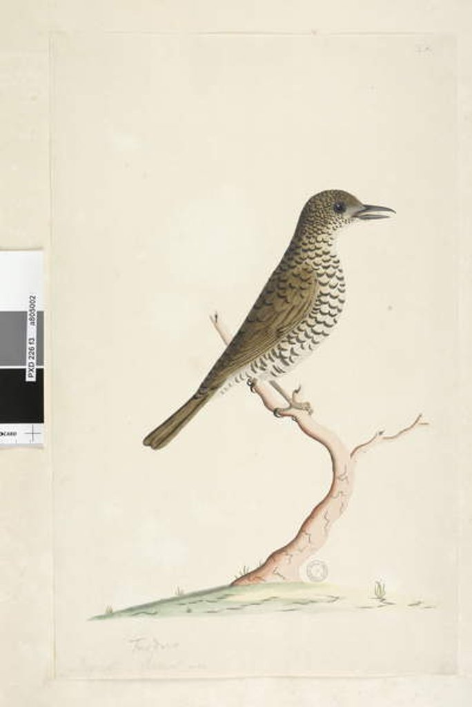 Detail of Page 3. Turdus by Unknown artist