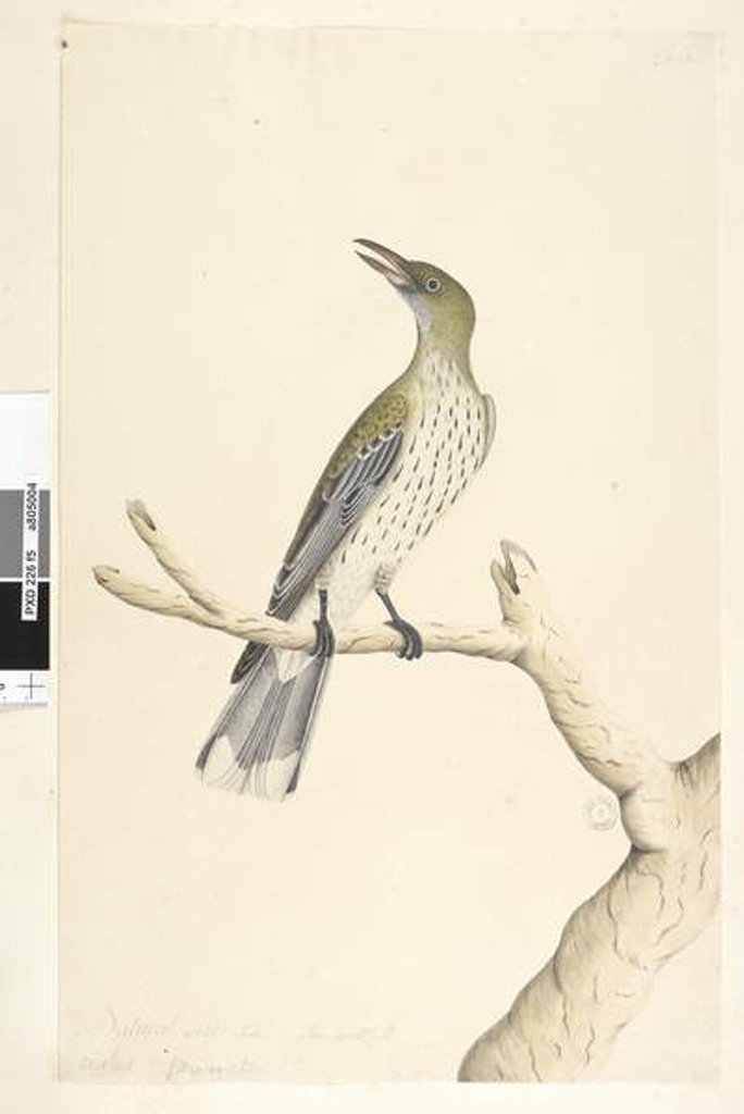 Detail of Page 5. Oriolus mimetis by Unknown artist