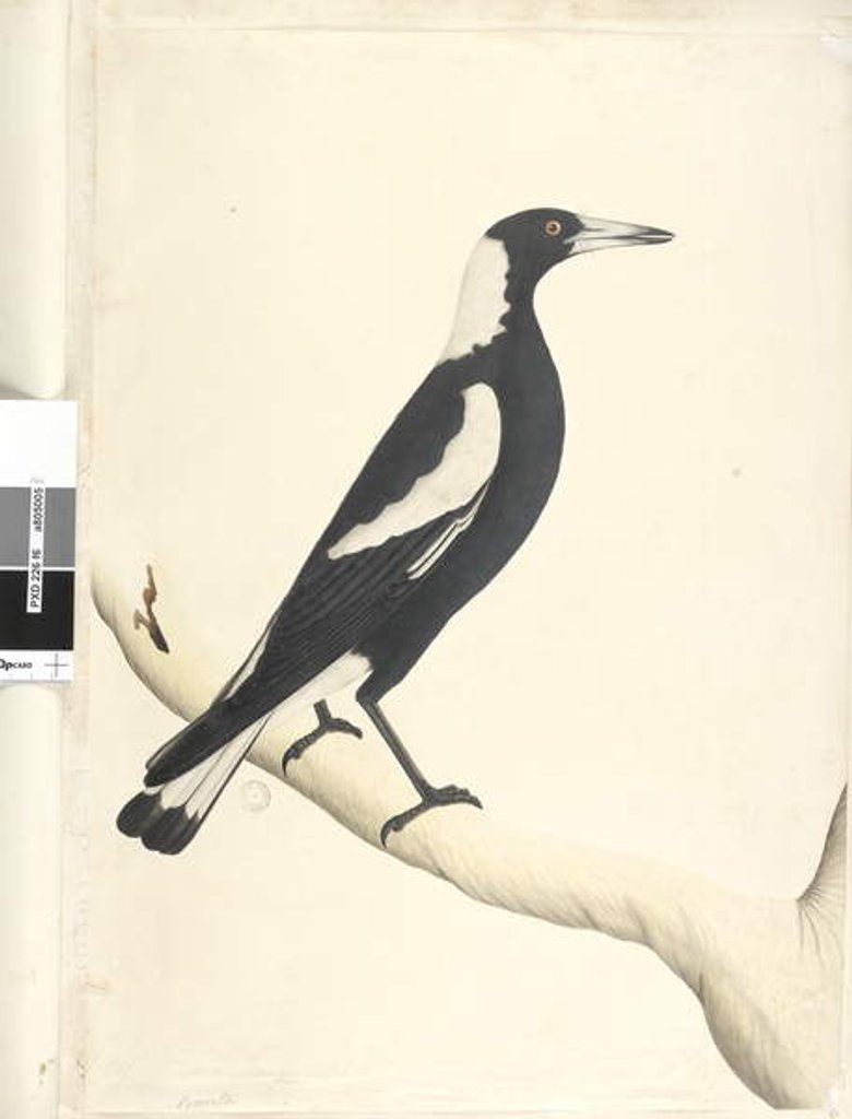 Detail of Page 6. Barita. above title in different hand May. Natural size Black, Backed Magpie Gymnorhina tibicen, 1791-92 by Unknown artist
