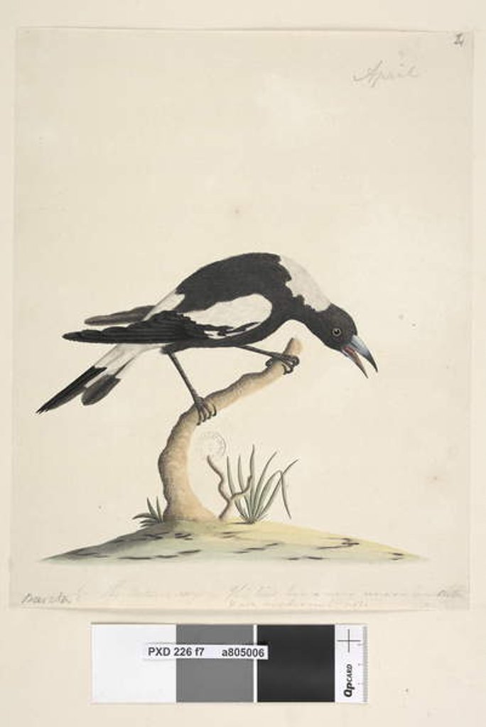 Detail of Page 7. Barita by Unknown artist