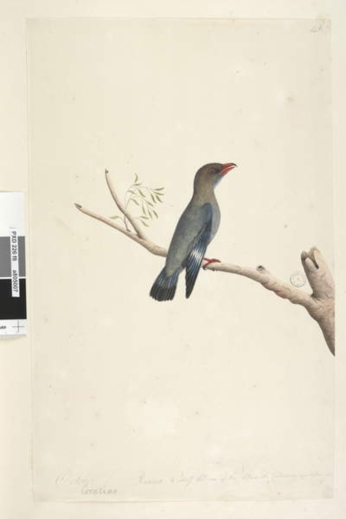 Detail of Page 8. Coraciae by Unknown artist