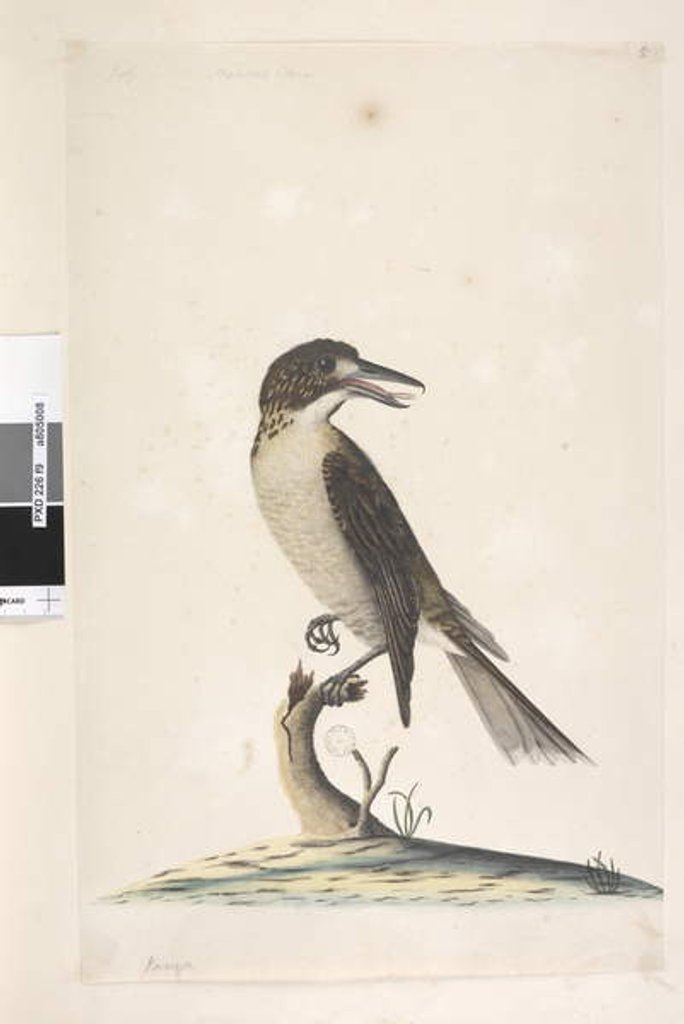 Detail of Page 9. Vanga by Unknown artist