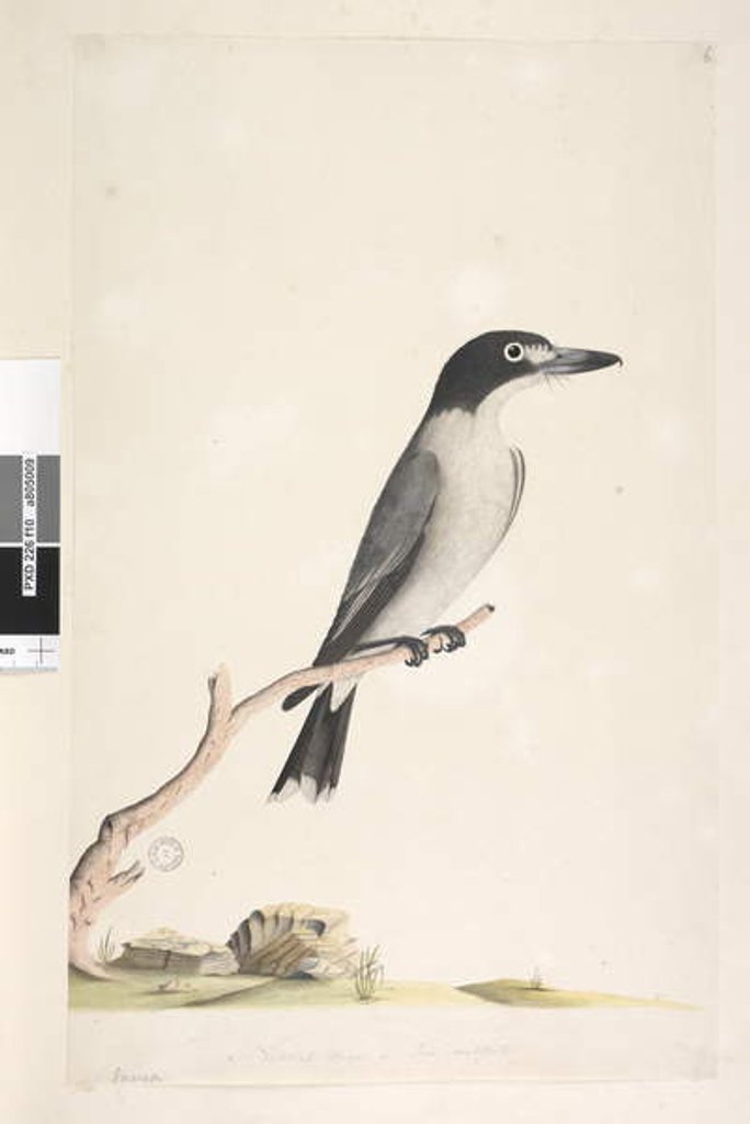 Detail of Page 10. Vanga by Unknown artist